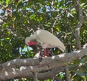 Spotting the American White Ibis in Key Largo’s Mangroves