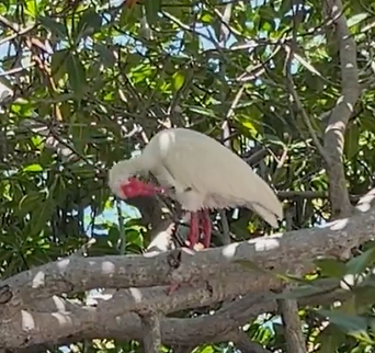 Spotting the American White Ibis in Key Largo’s Mangroves