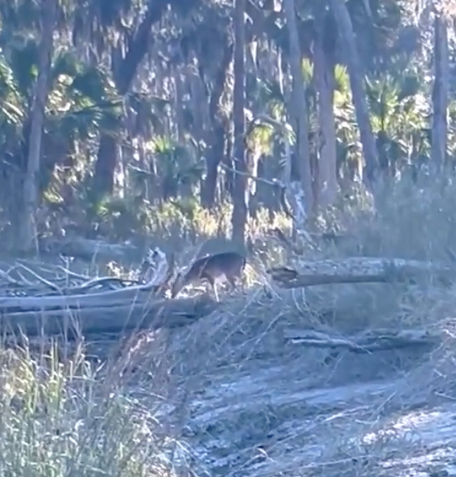 Encountering the Whitetail Charm of Ossabaw Island gallery image 2
