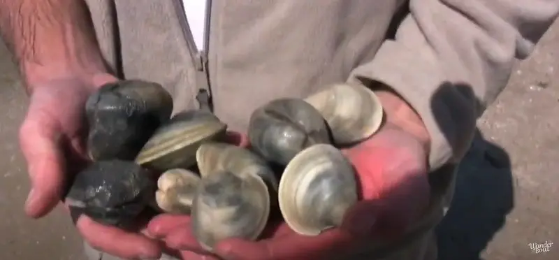 Clamming Class Adventure at Canaveral National Seashore