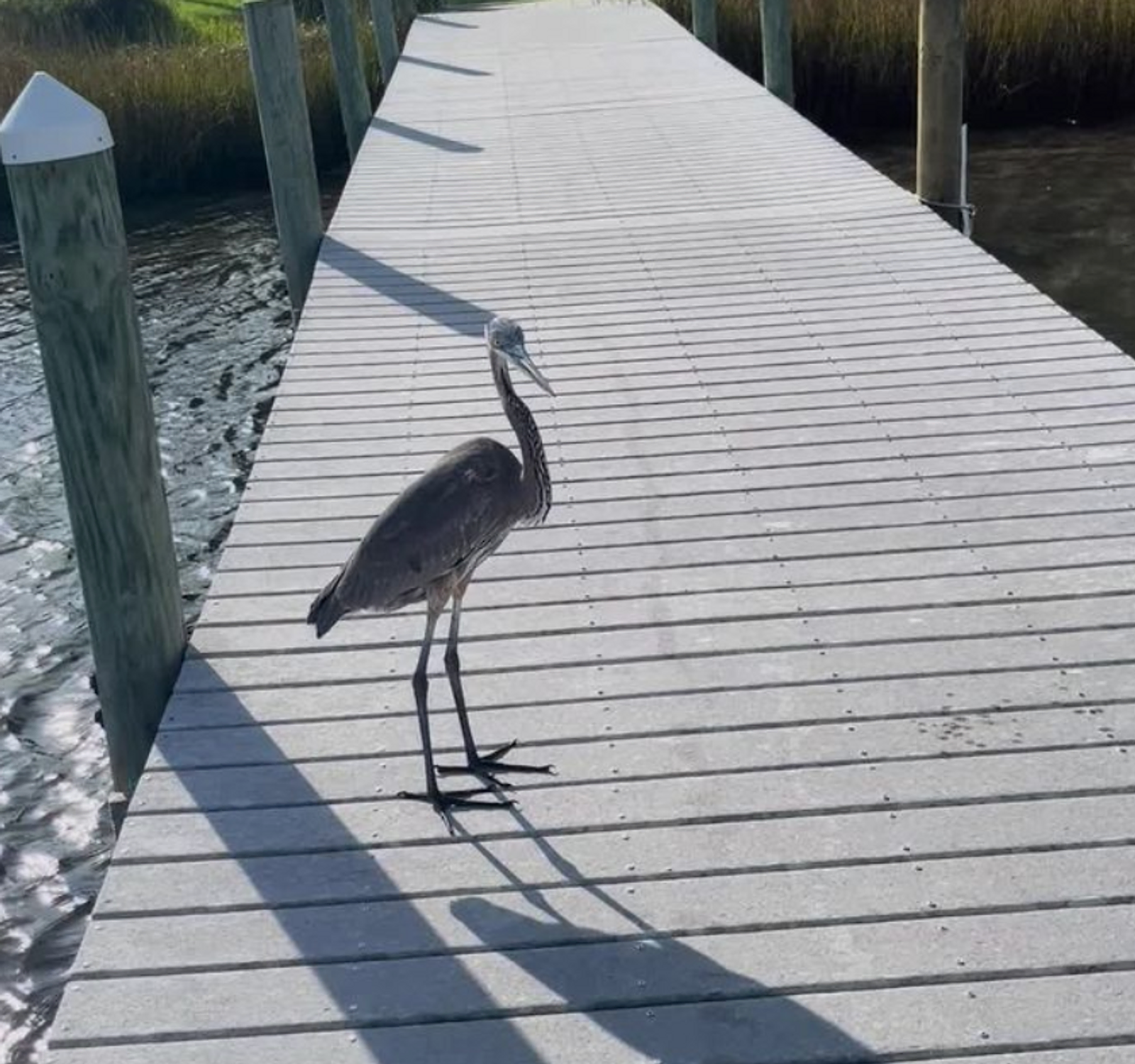 Great Blue Heron: A Delightful Dockside Encounter in Pensacola gallery image 1