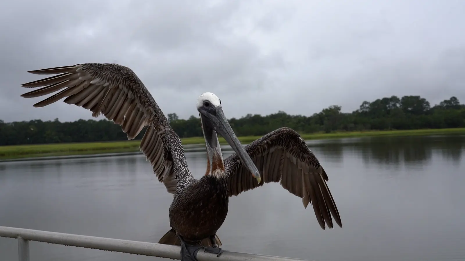 Exploring Nature on a Rainy Day in Savannah