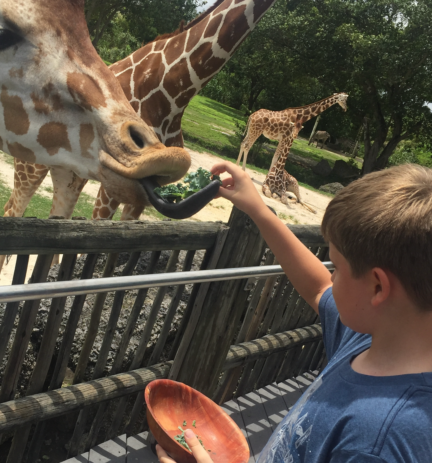Exploring the Wild Wonders of Zoo Miami: A Family Adventure
