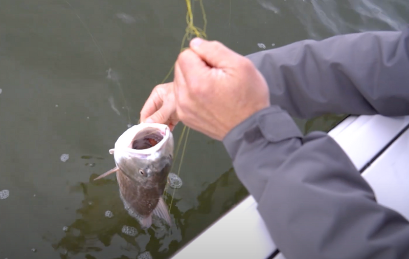 Catching Moments: The Thrill of the Catch (and the Tangle!)