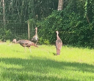 Turkey Family Shenanigans in DeLand: Hiding from Hunters!