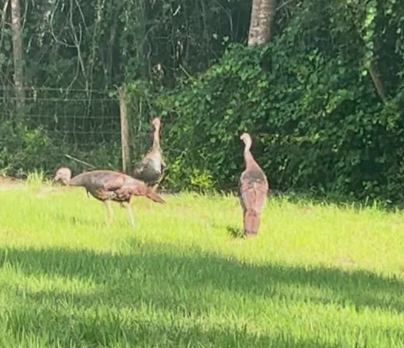 Turkey Family Shenanigans in DeLand: Hiding from Hunters!