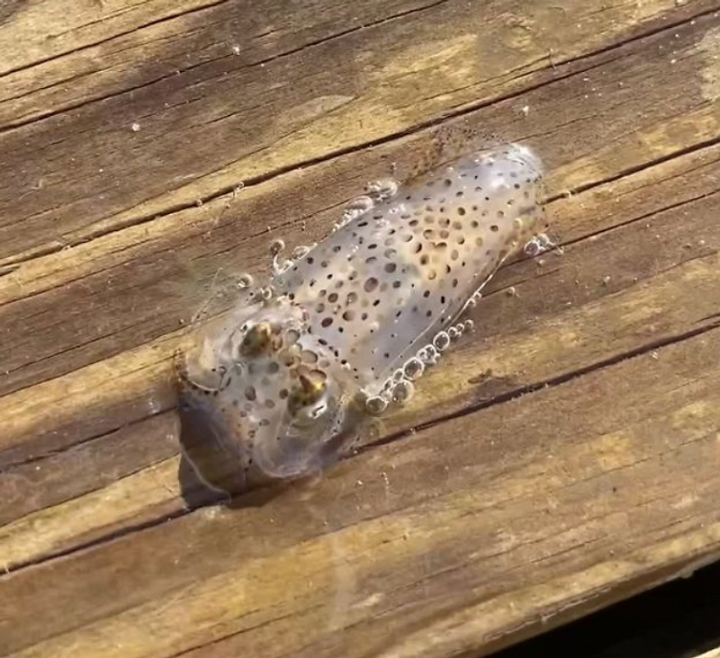 A Squid-tastic Find on the Jericho River