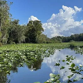 Spotting the Limpkin: A Wading Wonder on the Wekiva River