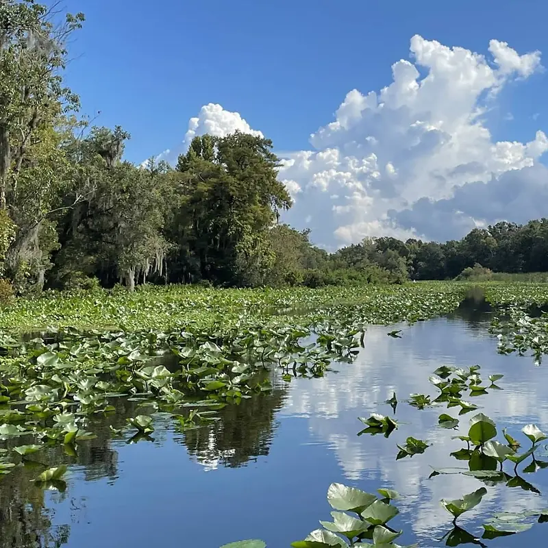 Spotting the Limpkin: A Wading Wonder on the Wekiva River