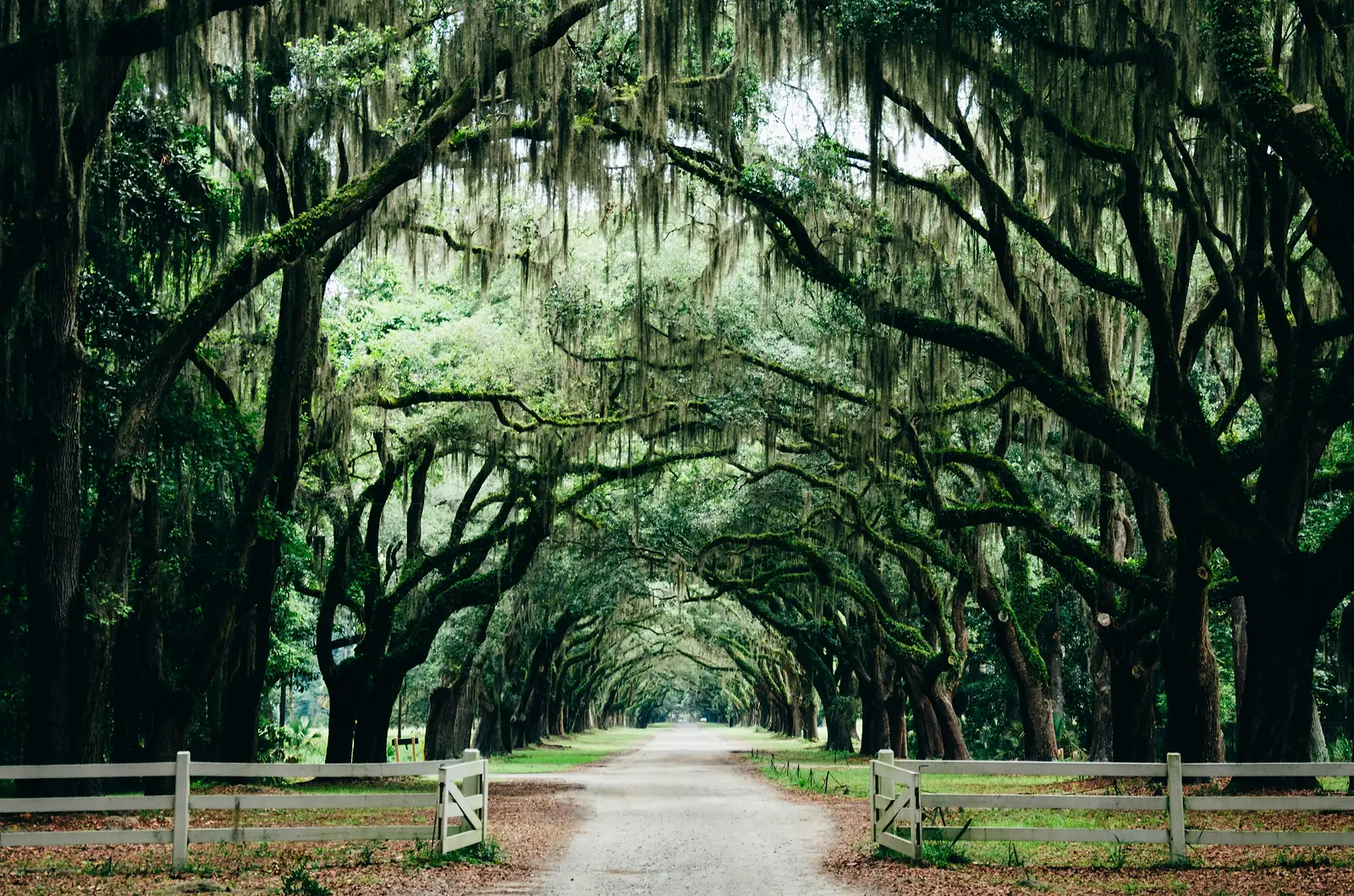Discover the Best Time to Visit Savannah: A Seasonal Guide
