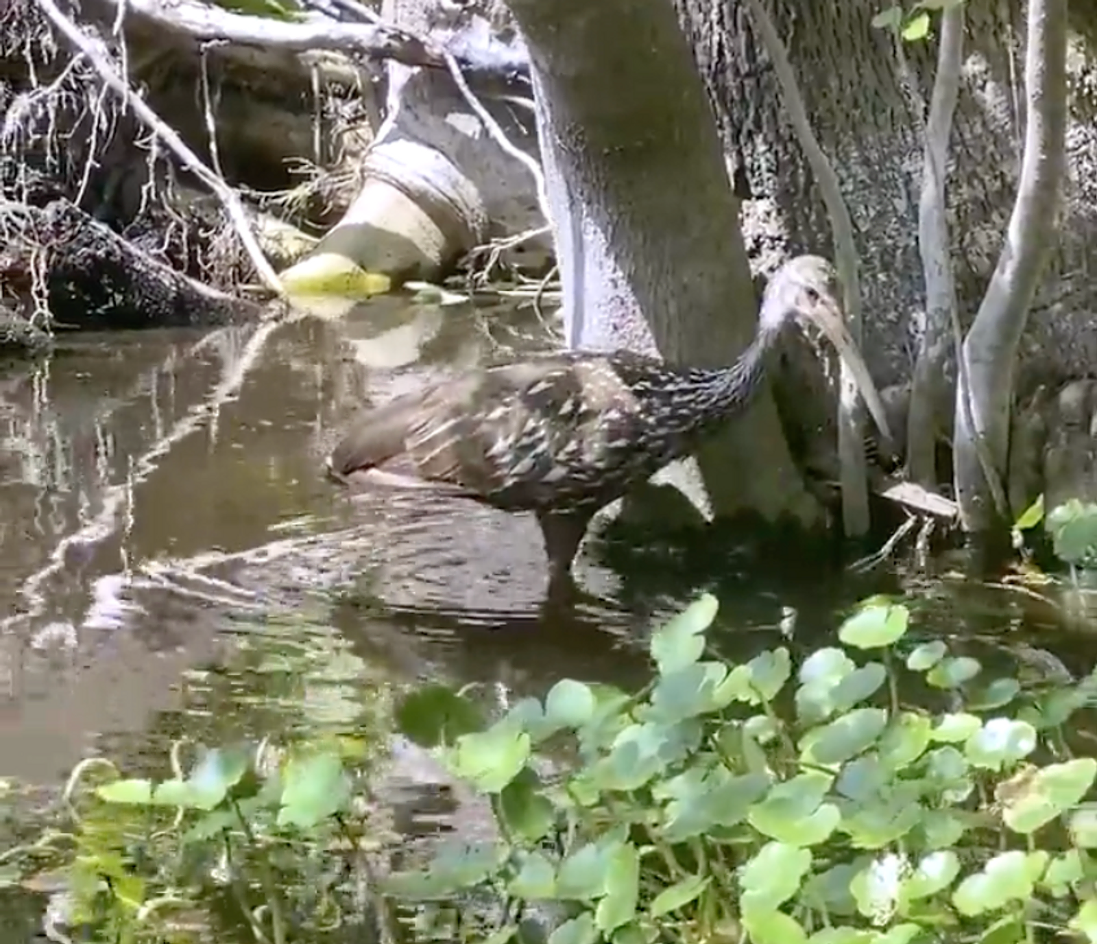Encountering the Limpkin: A Unique Experience in DeLeon Springs