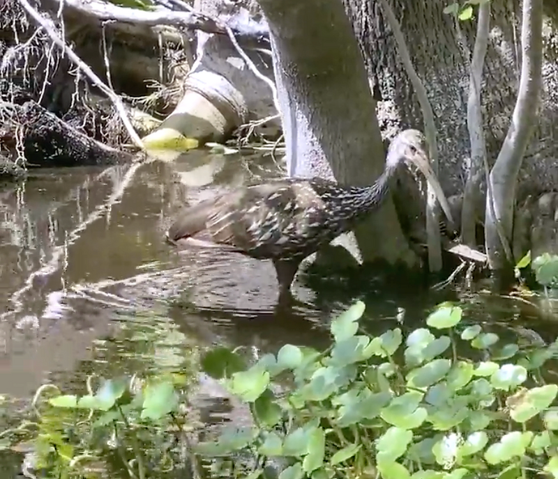 Encountering the Limpkin: A Unique Experience in DeLeon Springs