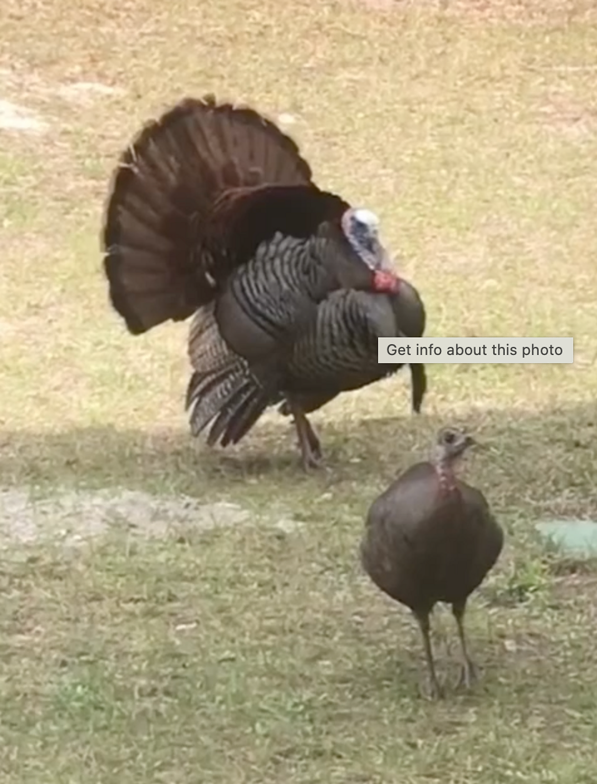 A group of Osceola turkeys walking through a suburban yard in DeLand.
