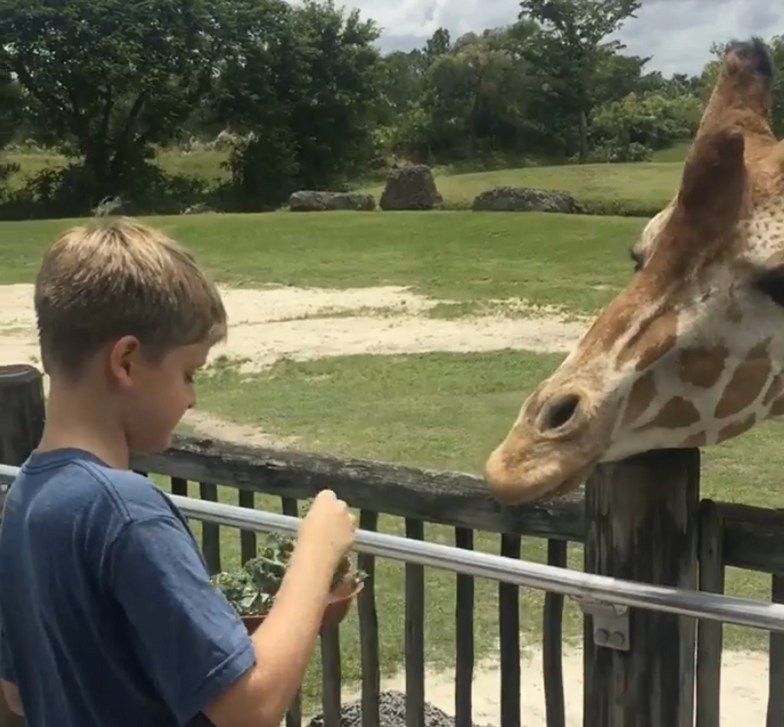 Exploring the Wild Wonders of Zoo Miami: A Family Adventure gallery image 2