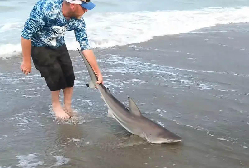 Shark Fishing at Tybee Island Pier: A Beginner’s Guide to an Unforgettable Adventure