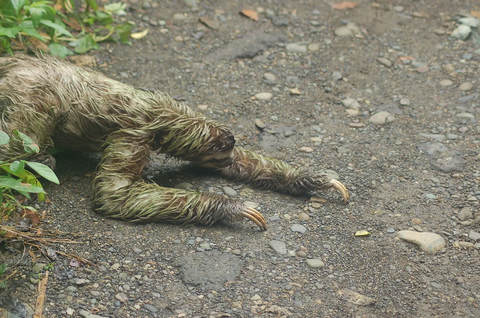 Sloth