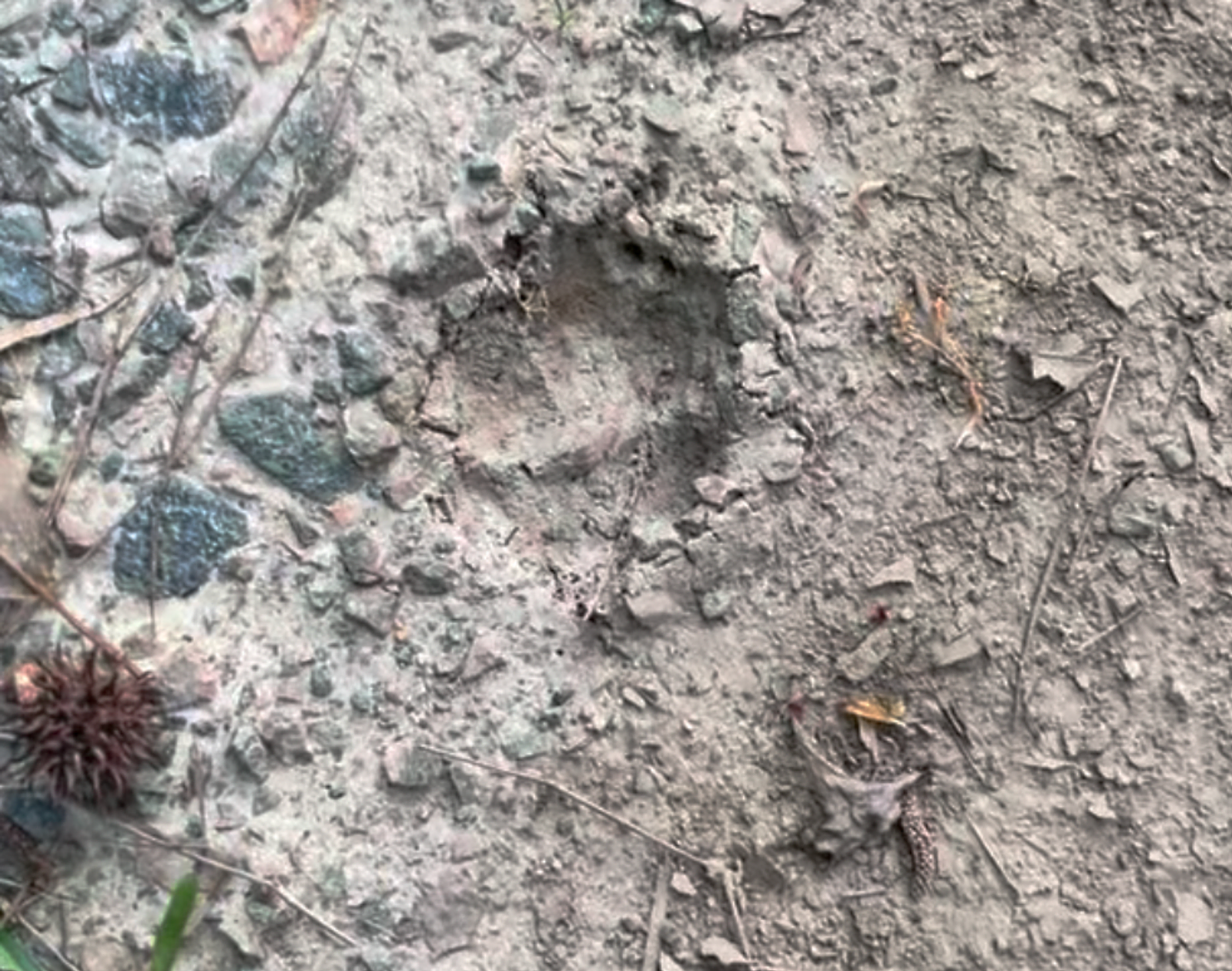 Found Animal Tracks While Hiking at Fort Stewart, Georgia