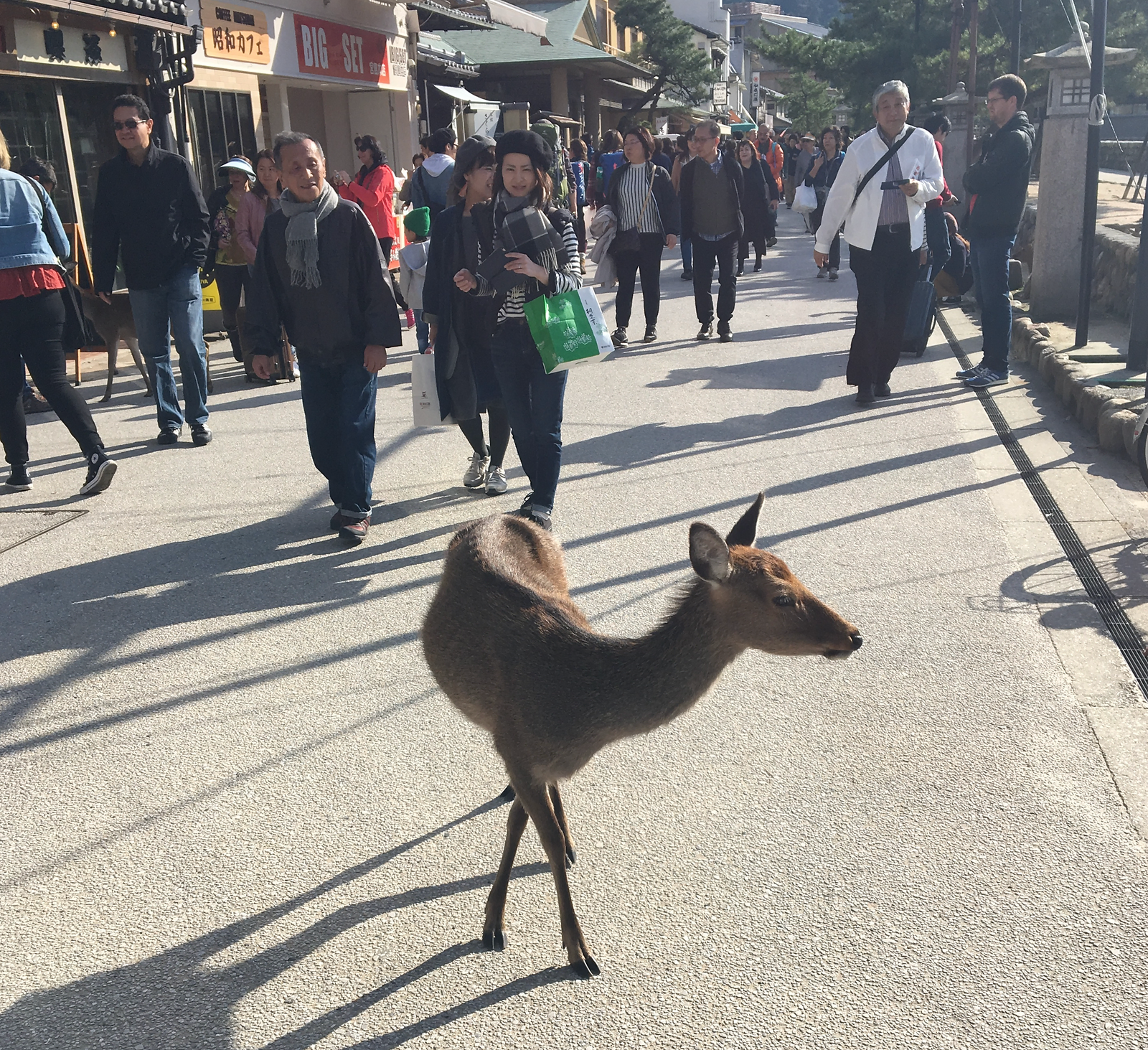 Encountering the Nihonjika: A Deer Adventure in Miyajima Island
