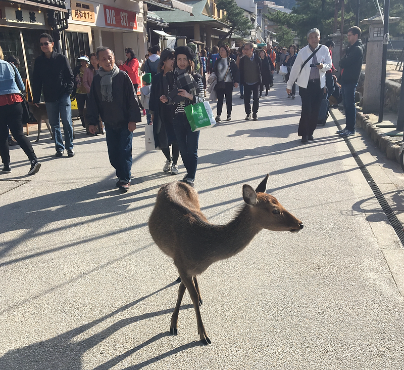 Encountering the Nihonjika: A Deer Adventure in Miyajima Island