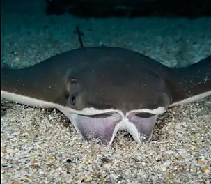 Marvel at Cownose Rays at the Pensacola Pier