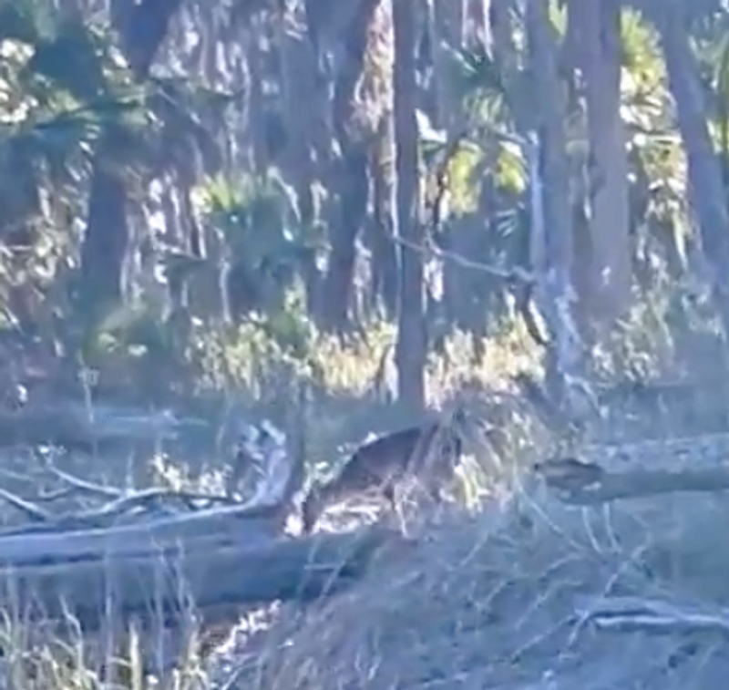 Encountering the Whitetail Charm of Ossabaw Island