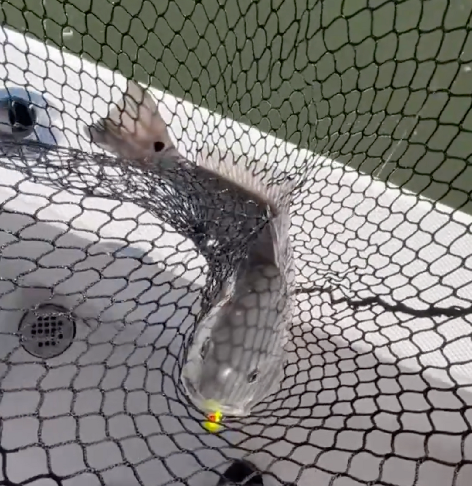 Redfish Adventure on the Skidaway River