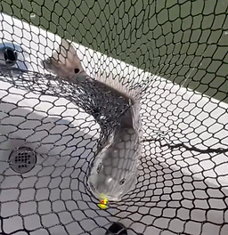 Redfish Adventure on the Skidaway River