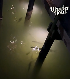 Tarpon Nights: A Memorable Encounter at Little Palm Island