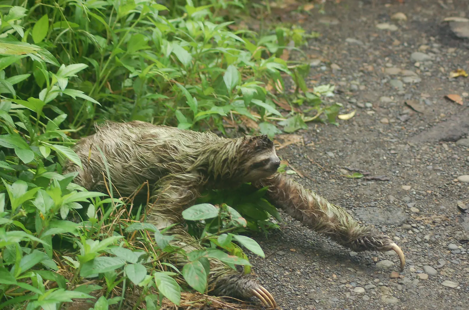 Sloth