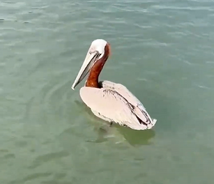 Boat Ramp: The North Causeway Boat Ramp in New Smyrna Beach, FL