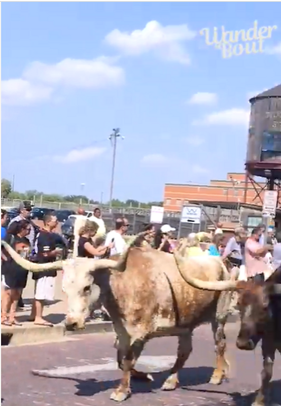 Experience the Fort Worth Cattle Drive: A Slice of the Old West