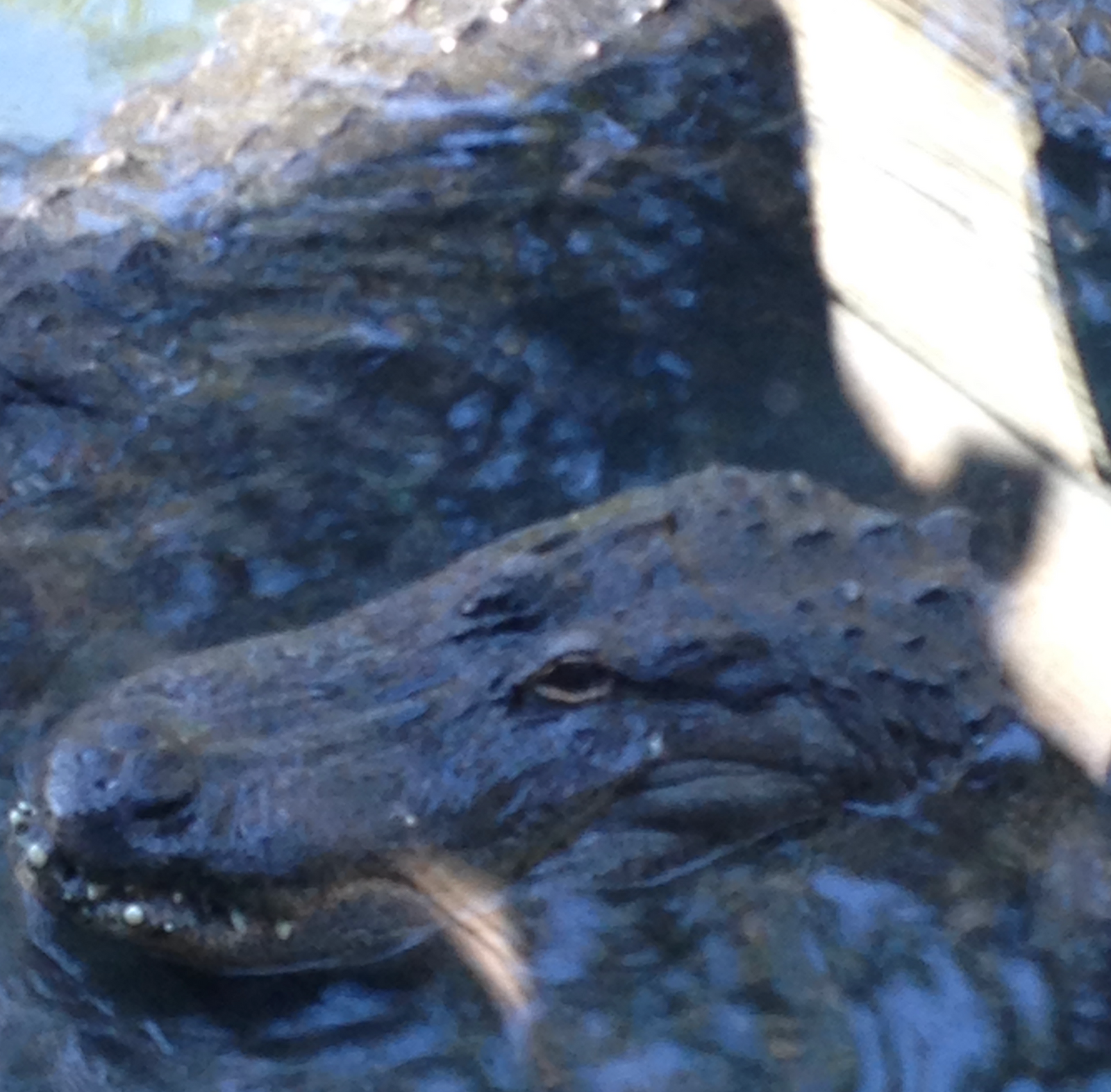 St. Augustine Alligator Farm: A Gator-Filled Family Adventure gallery image 1