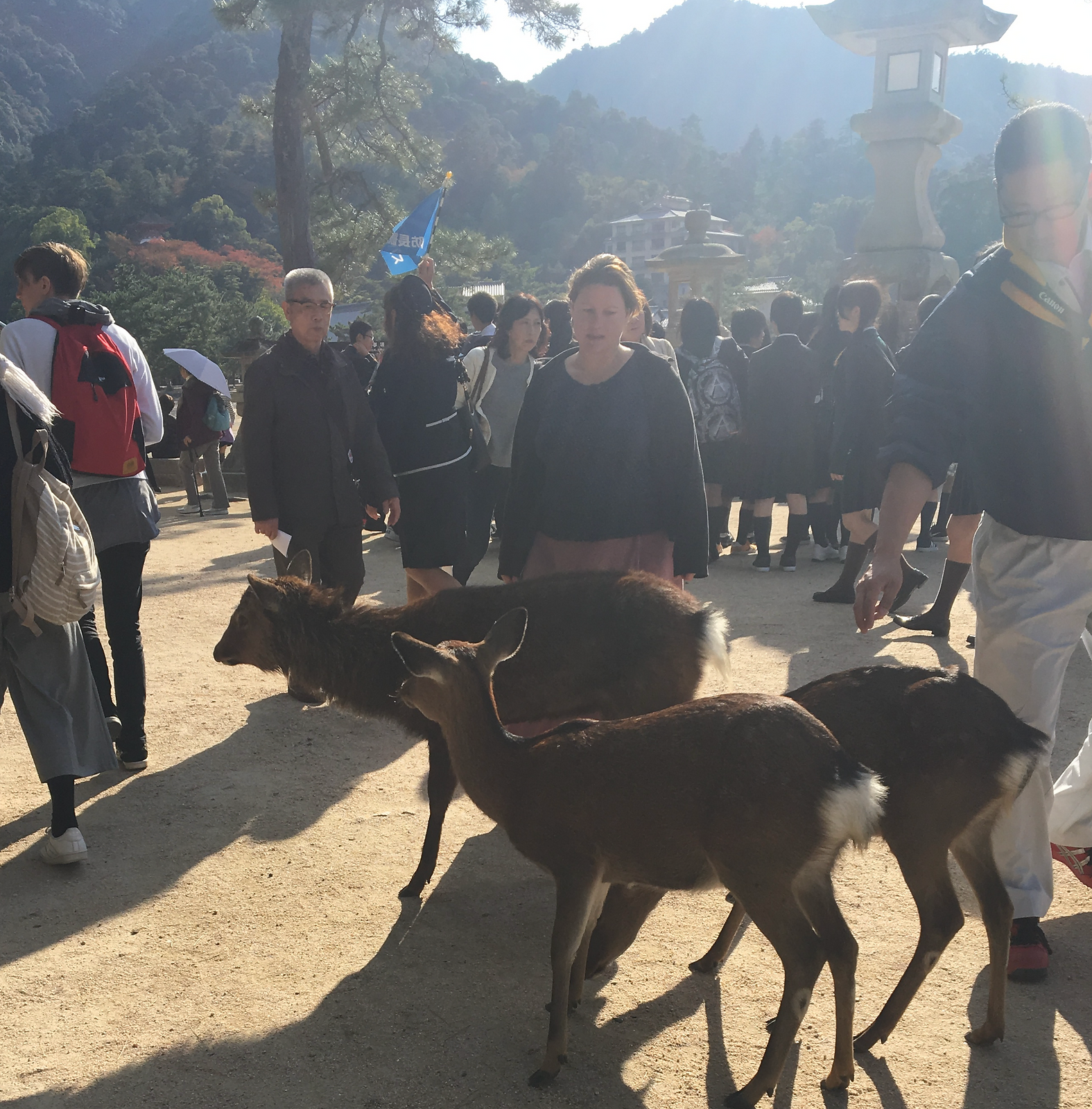 Encountering the Nihonjika: A Deer Adventure in Miyajima Island gallery image 1