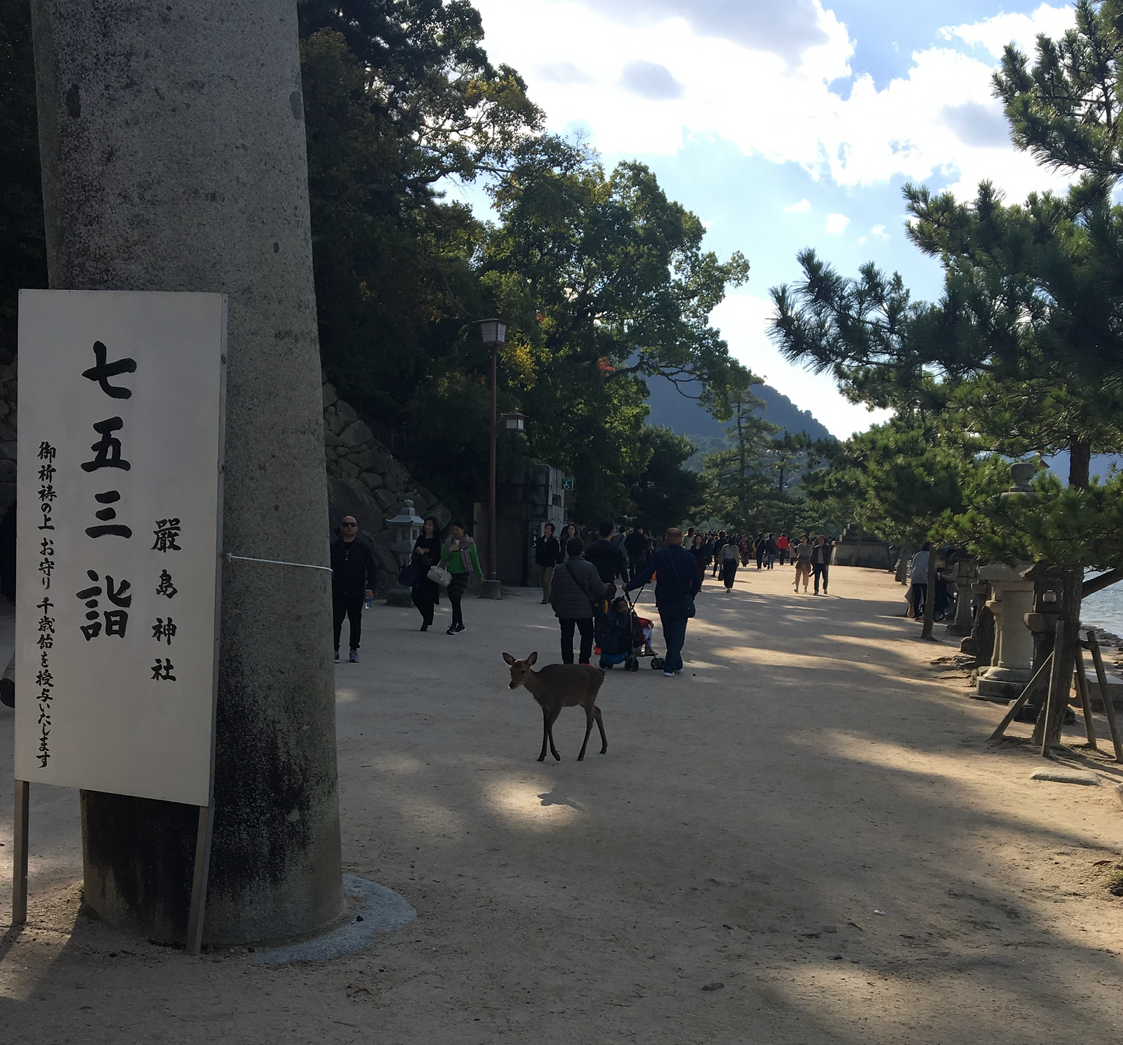 Encountering the Nihonjika: A Deer Adventure in Miyajima Island gallery image 2