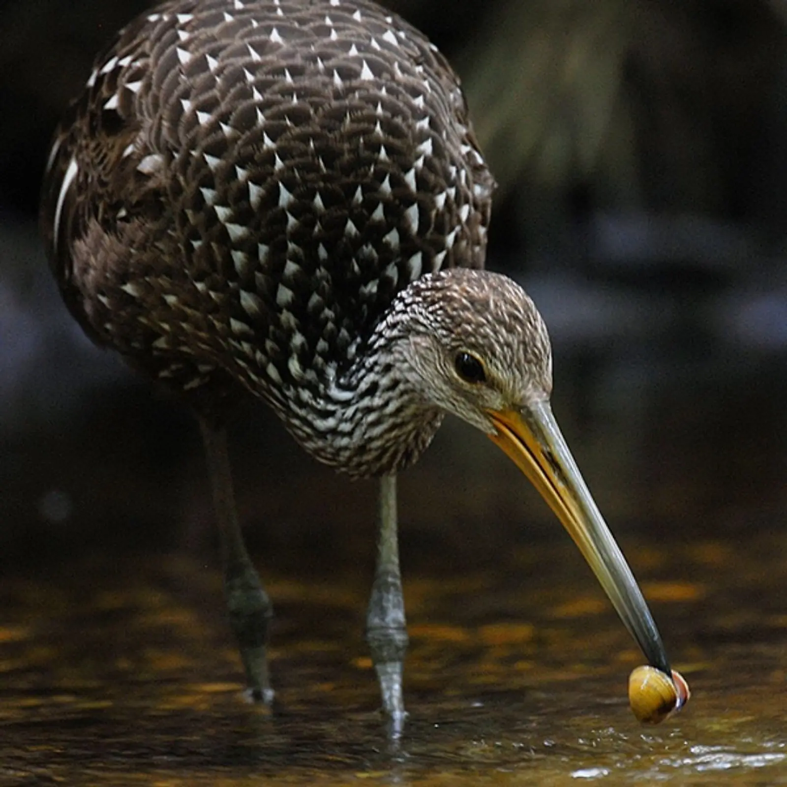 Spotting the Limpkin: A Wading Wonder on the Wekiva River gallery image 1
