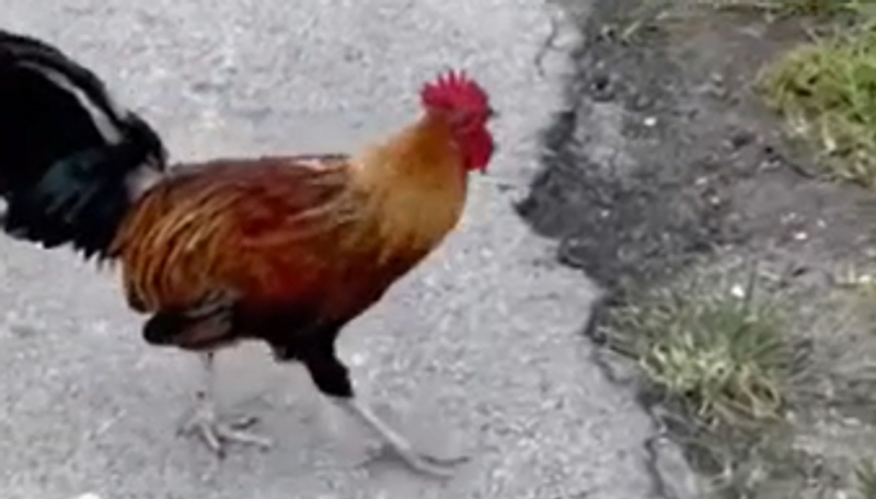 Key West Chickens: The Feathered Residents You Can’t Ignore