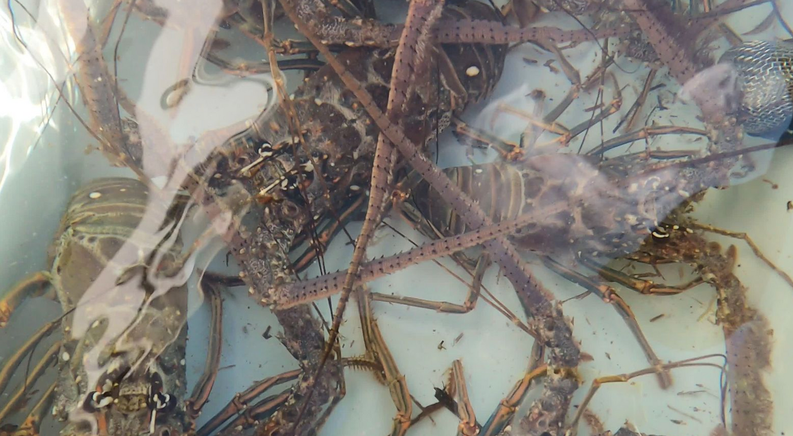Lobstering in Key West: An Unexpected Family Adventure