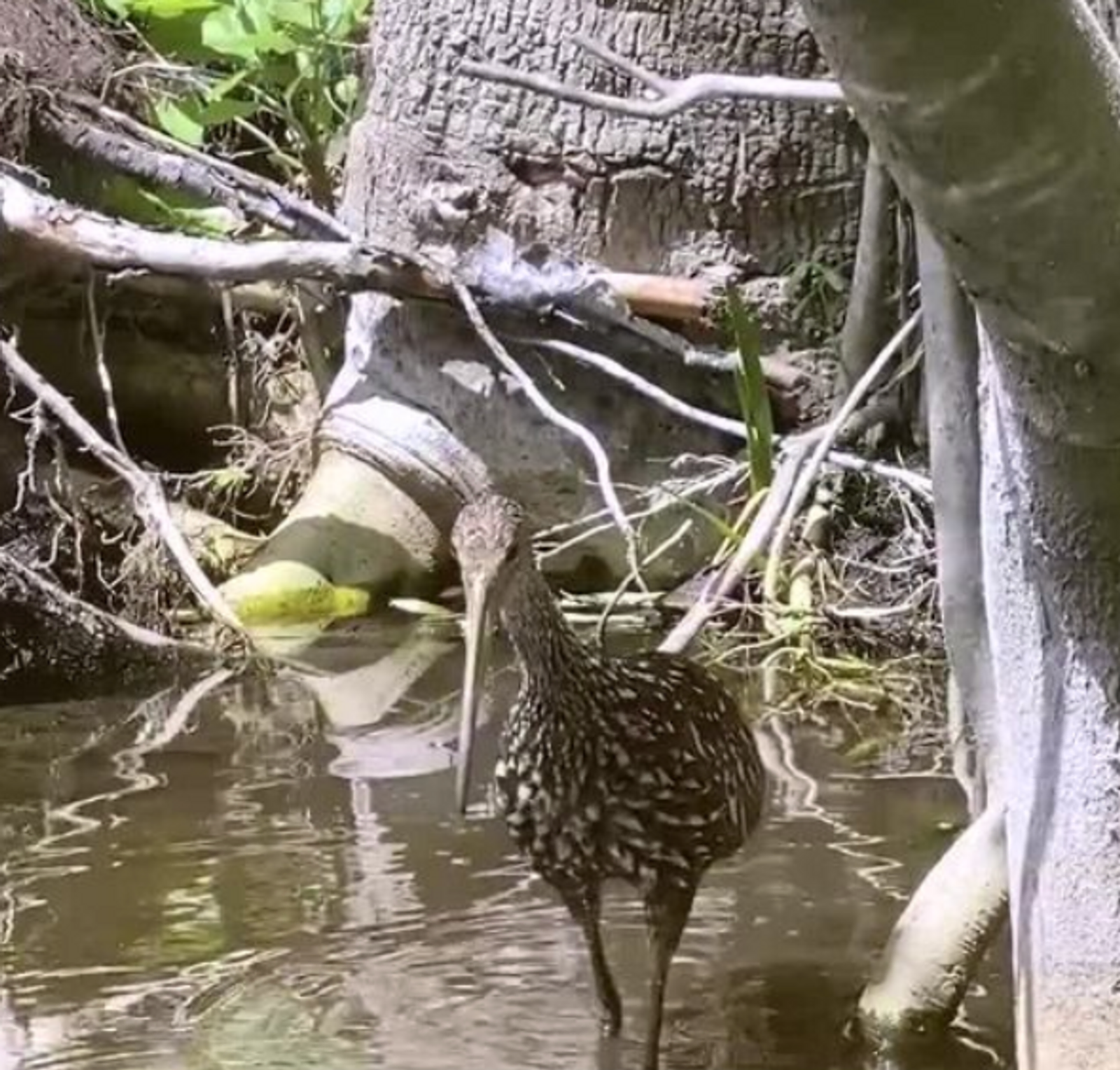 Encountering the Limpkin: A Unique Experience in DeLeon Springs gallery image 2
