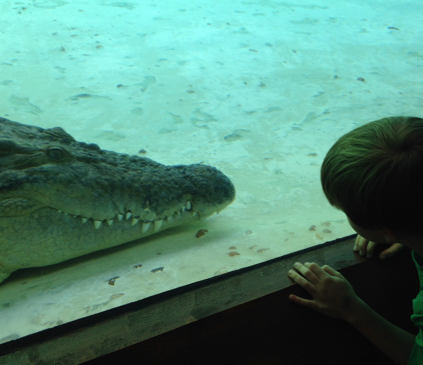 St. Augustine Alligator Farm: A Gator-Filled Family Adventure gallery image 2