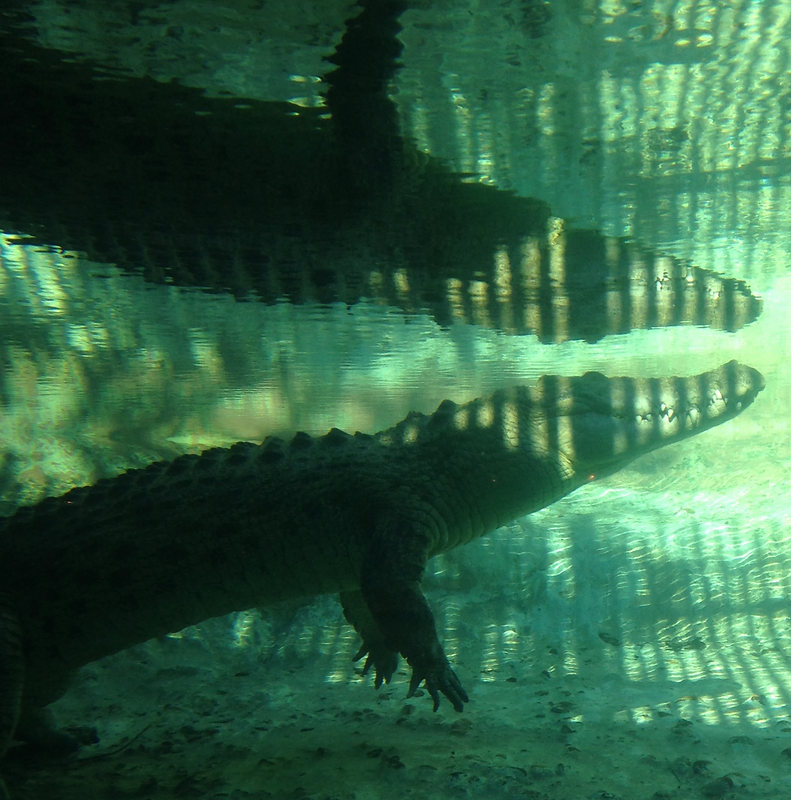 St. Augustine Alligator Farm: A Gator-Filled Family Adventure