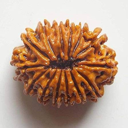 Rudraksha