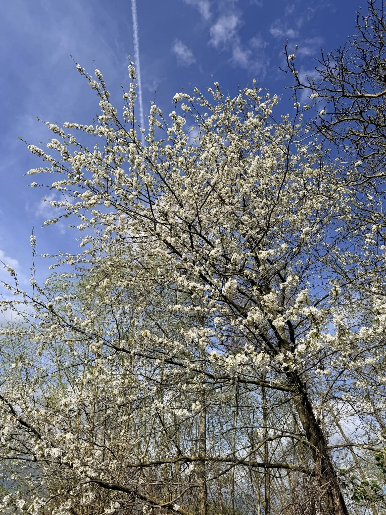 Bloemen en leven overal