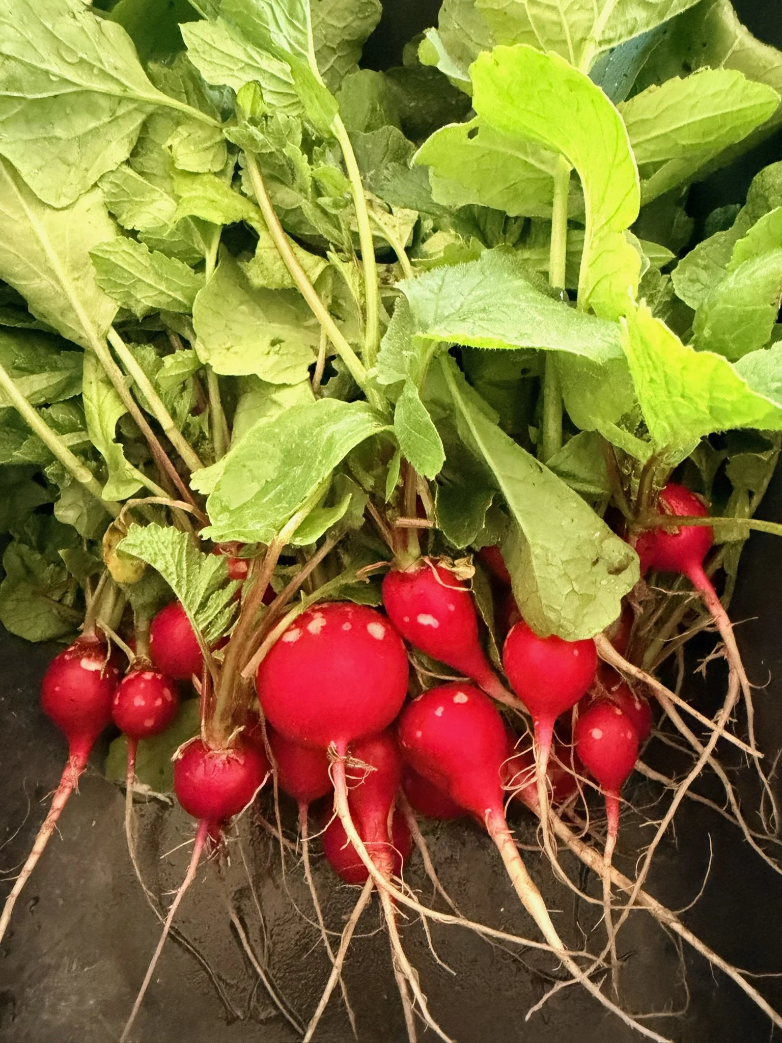 Detoxen met de eerste radijsjes