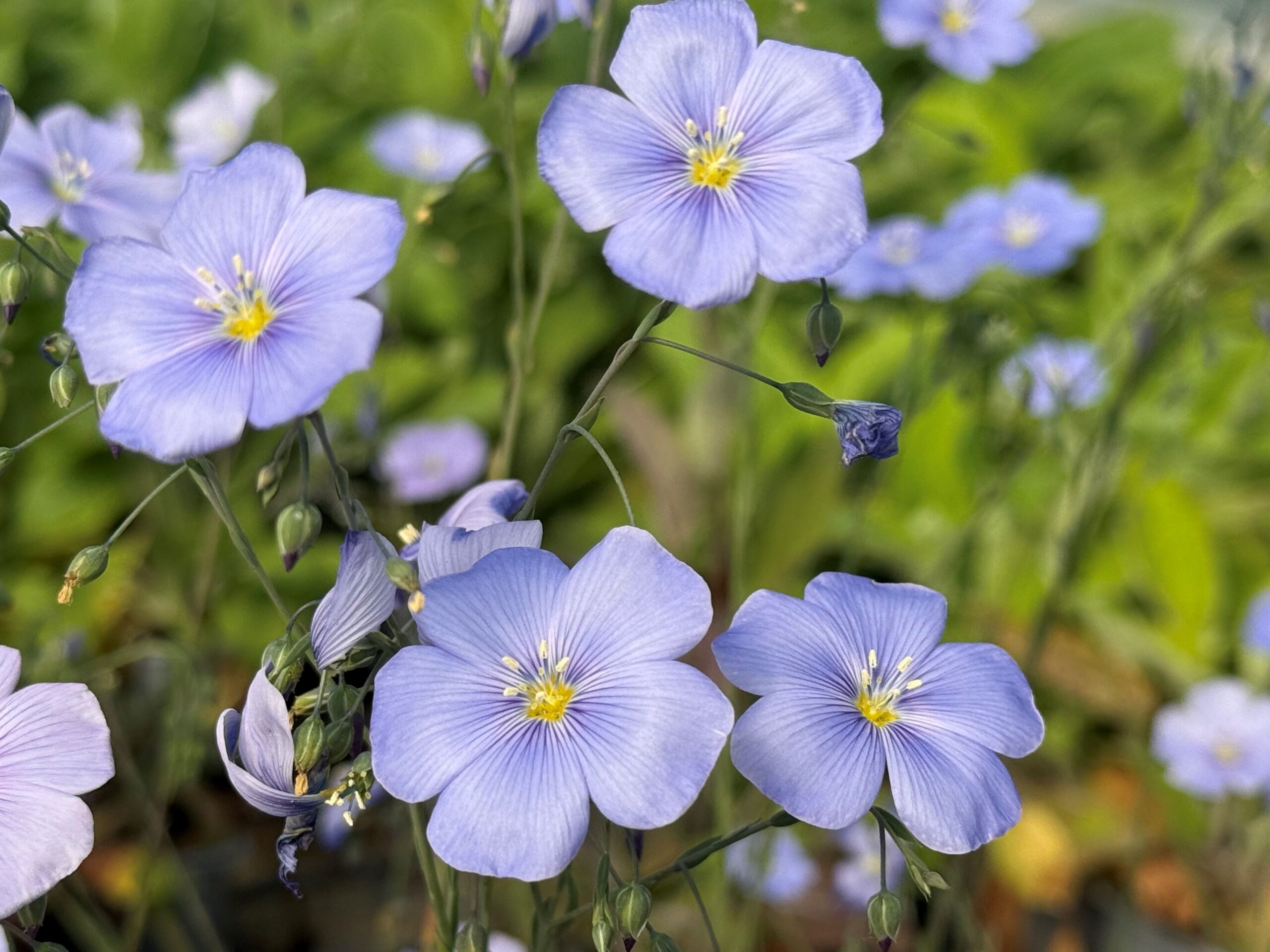 Vlasbloem