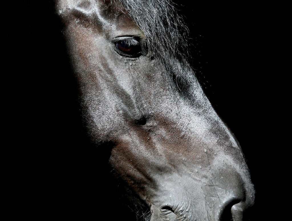 Cheval d'Akita