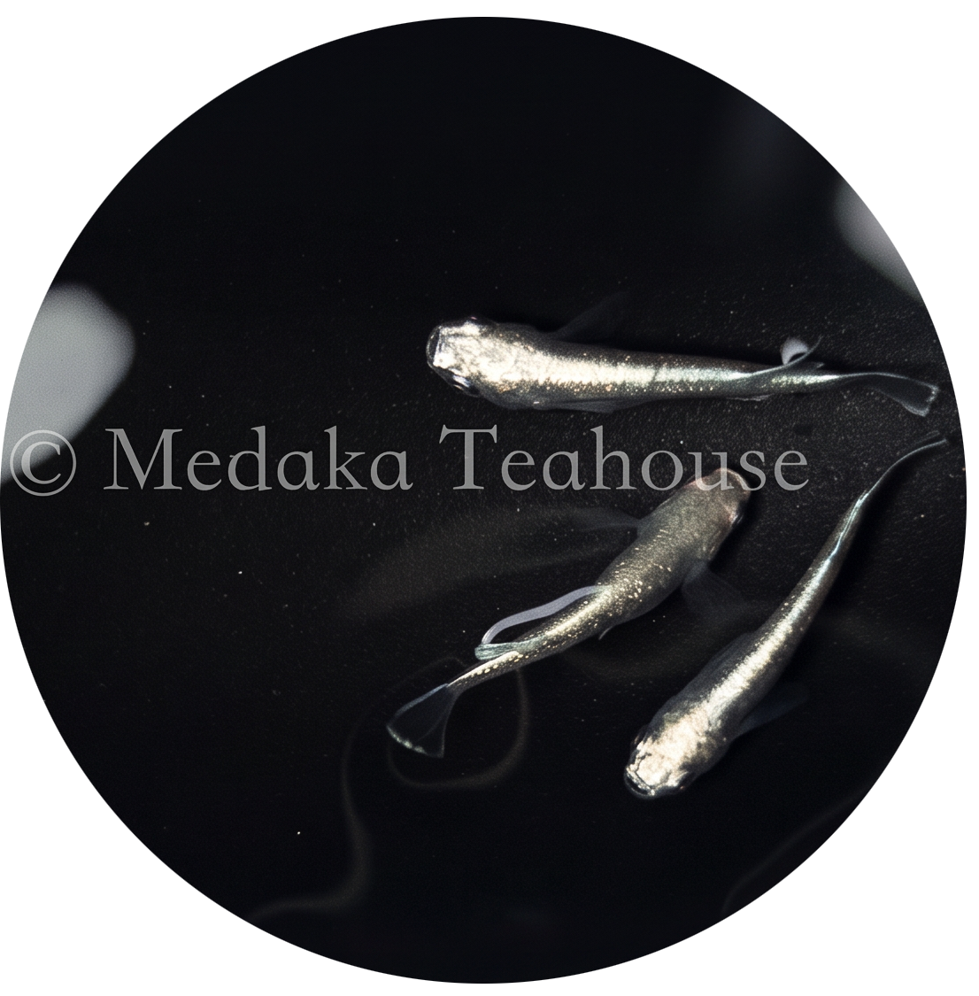 Platinum Diamond Medaka — silver fish in dark water