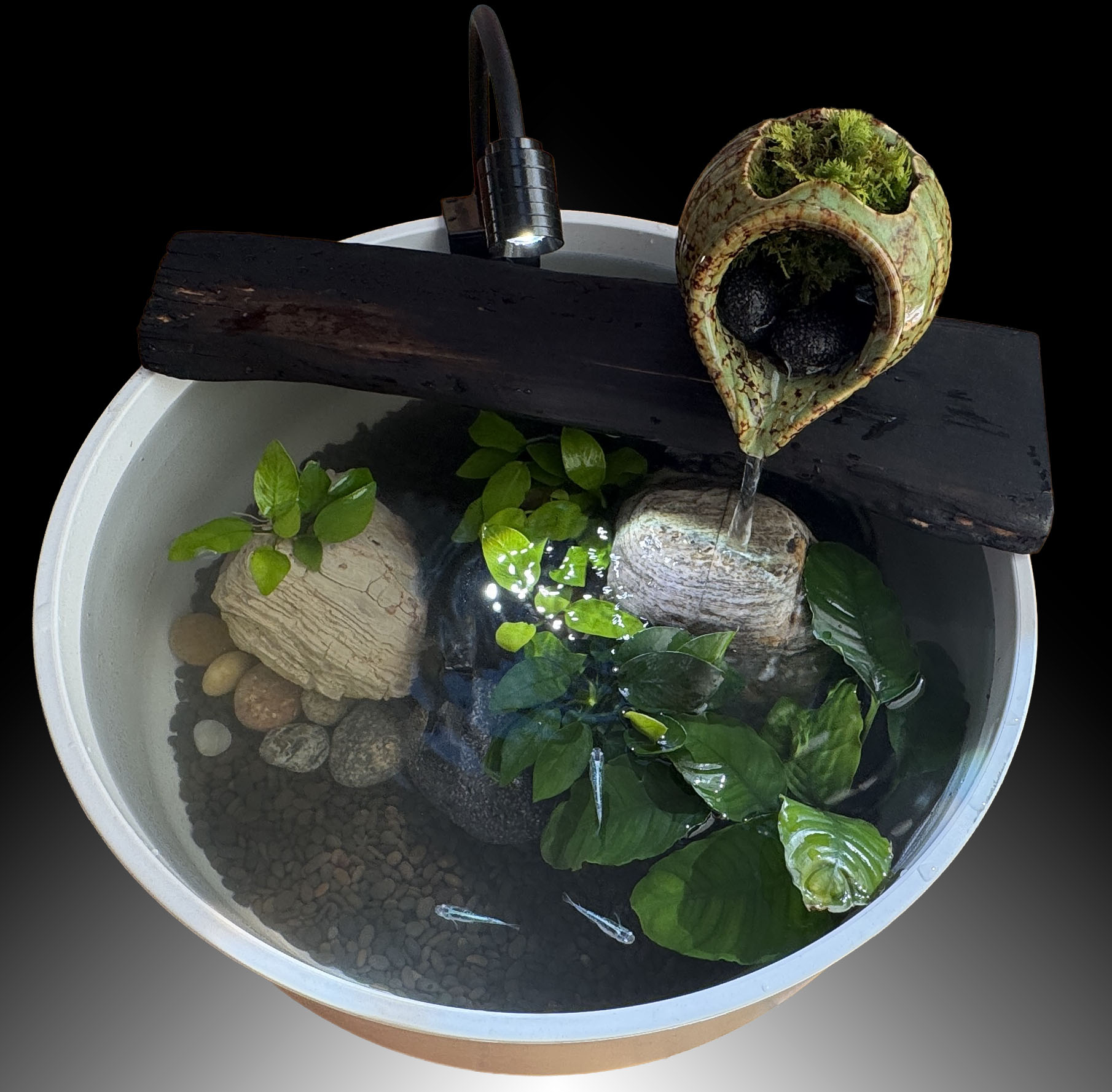 The Sanctuary Vessel — a top-down view of the ecosystem bowl with plants, stones, and medaka