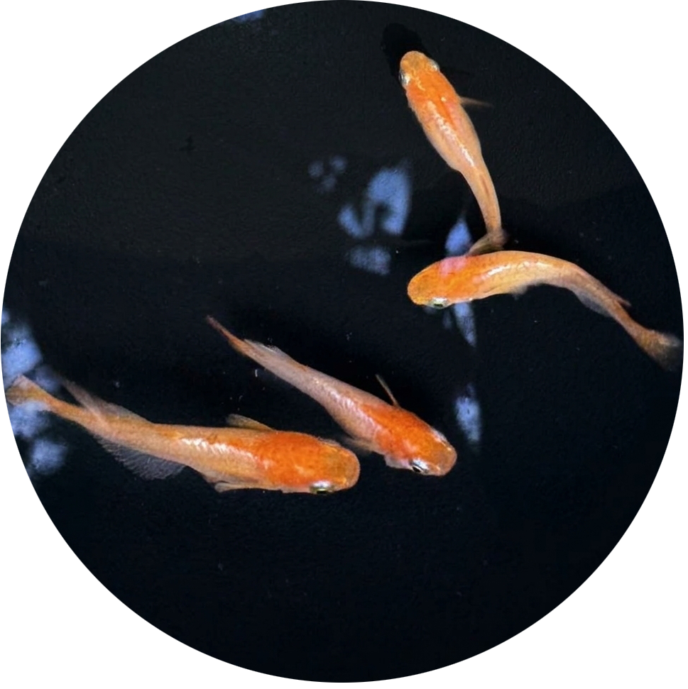 New medaka strains coming soon — orange fish