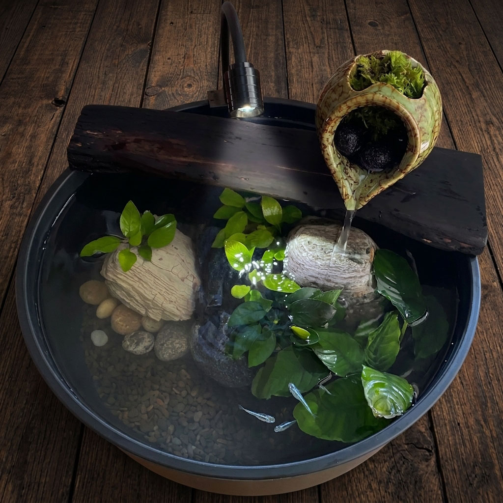 The Sanctuary Vessel — a black bowl ecosystem on dark wood floor