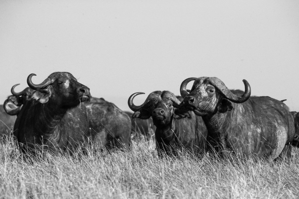 Savanna III